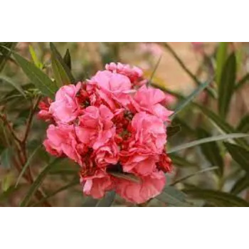 Natural Fresh Arali Flower