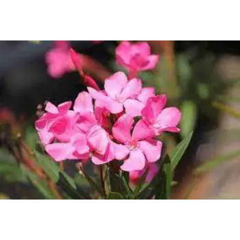 Organic Arali Flowers