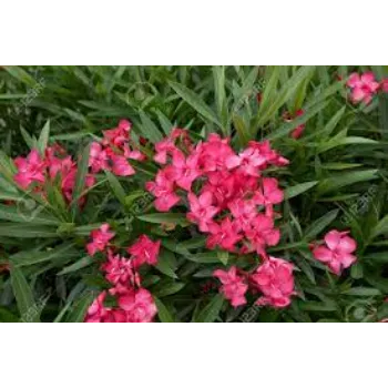 Natural Arali Flower