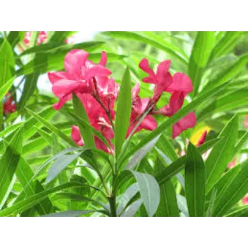 Fresh Arali Flower