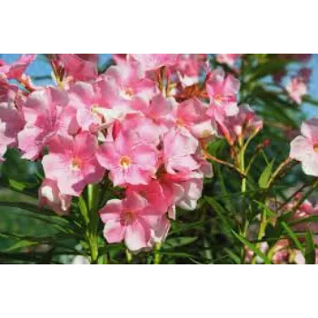 Natural Arali Flowers