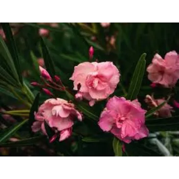 Organic Arali Flowers