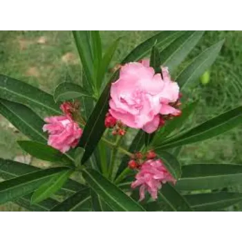 Natural Arali Flowers
