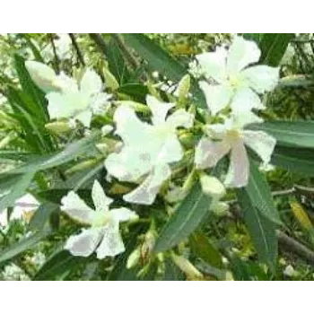 Fresh Arali Flower