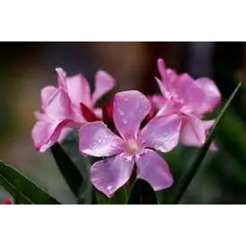 Natural Arali Flower