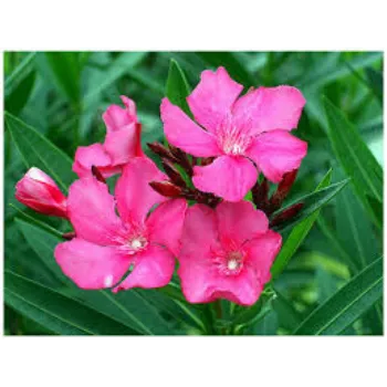 Fresh Arali Flowers