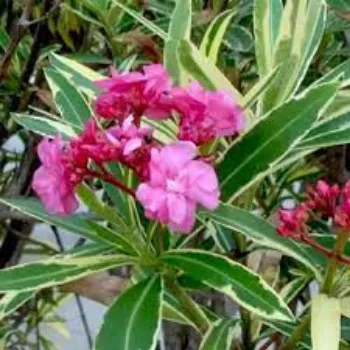 Fresh Arali Flowers