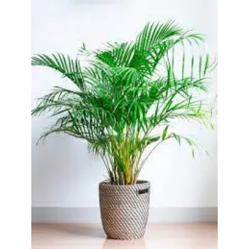 Areca Palm Plant