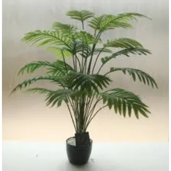 RAJESWARI NURSERY Areca Palm Plant