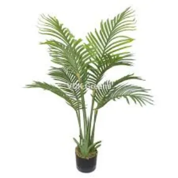 Roshni Agri forestry Areca Palm Plant