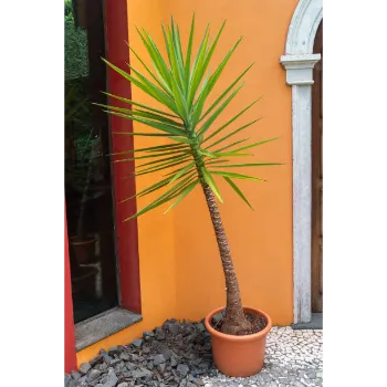 Areca Palm Plant