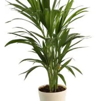 Natural Areca Palm Plant