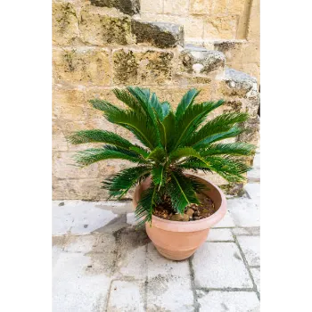 Areca Palm Plant
