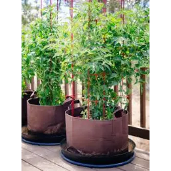 GREEN Areca Palm Plant