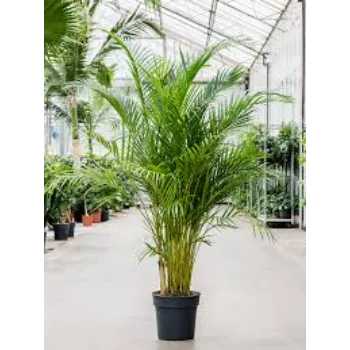 Green Areca Palm Plant