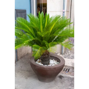 Areca Palm Plant
