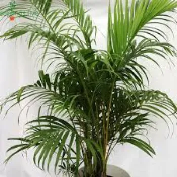 Natural Areca Palm Plant