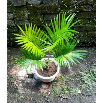 Areca Palm Plant