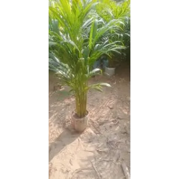 A.p. Flower Mart  Areca Palm Plant
