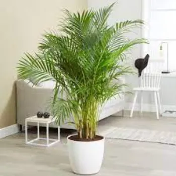 Fresh Areca Palm Plant