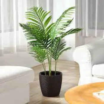 Common  Areca Palm Plant