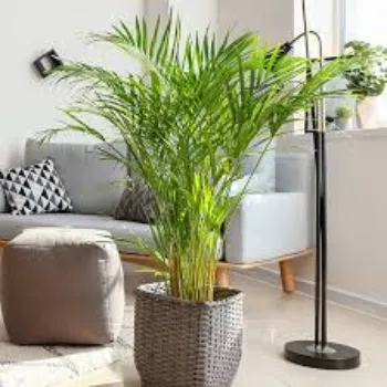 Natural Areca Palm Plant