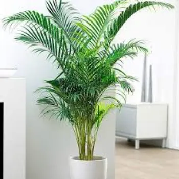 Natural Areca Palm Plant
