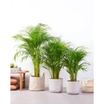 Natural  Areca Palm Plant
