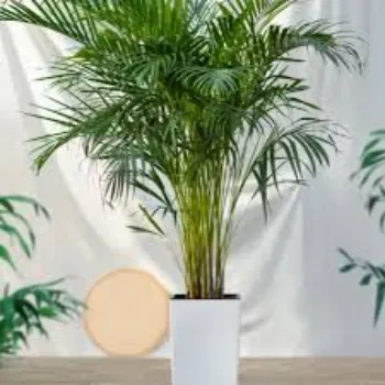 Natural  Areca Palm Plant