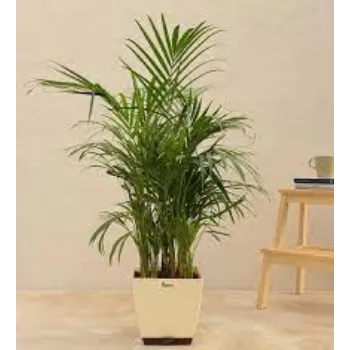Natural Areca Palm Plants