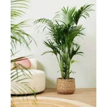 Organic Areca Palm Plants