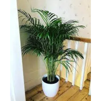Fresh Areca Palm Plants
