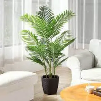 Organic Areca Palm Plants