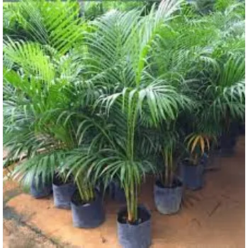 Organic Areca Palm  Plant