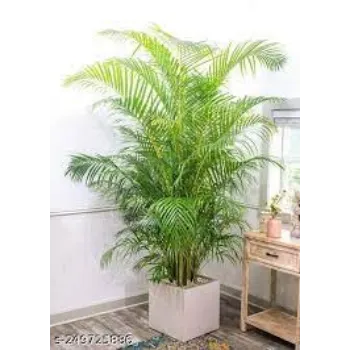 Common Areca Palm Plant