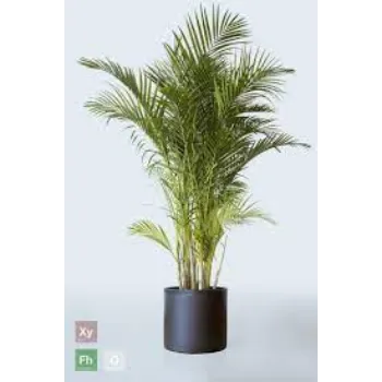 Organic Areca Palm Plant