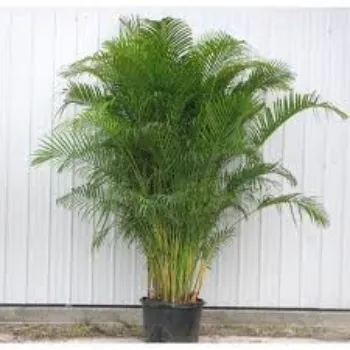 Organic Areca Palm Plant