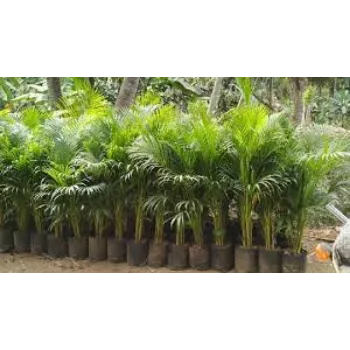 Fresh Areca Palm Plant