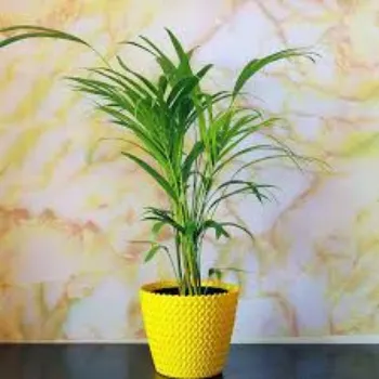 Organic Areca Palm Plant