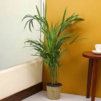 Natural Areca Palm Plants