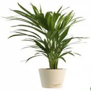 Fresh Areca Palm Plant