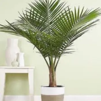 Natural Areca Palm Plants