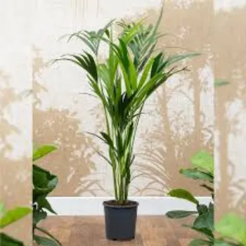 Organic Areca Plants