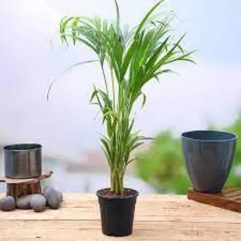 Natural Areca Palm Plants