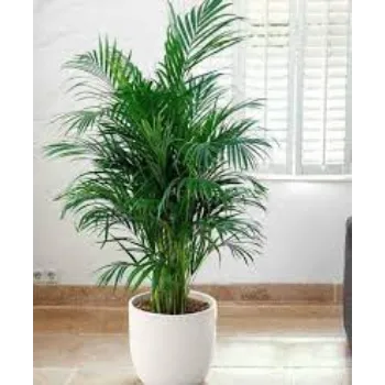 Natural Areca Palm Plants
