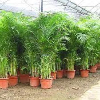 Natural Areca Palm Plants