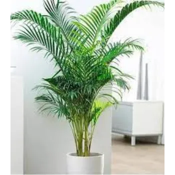 Organic Areca Palm Plants