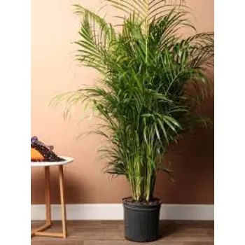 Natural Areca Palm Plants