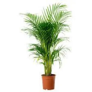 Natural Areca Palm Plants
