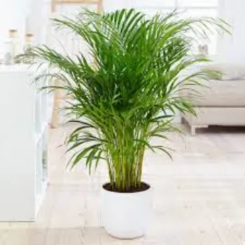 Natural Areca Palm Plants